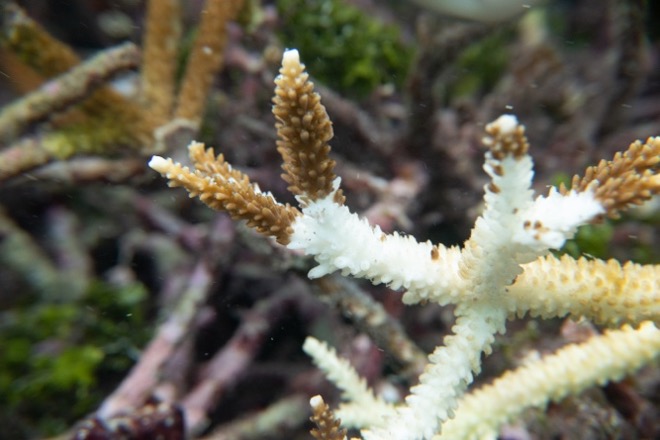 Good news for coral restoration: New research show genes can identify disease resistant corals!