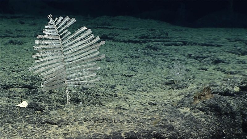 Deep-sea Genomes vs Deep-Sea Mining 