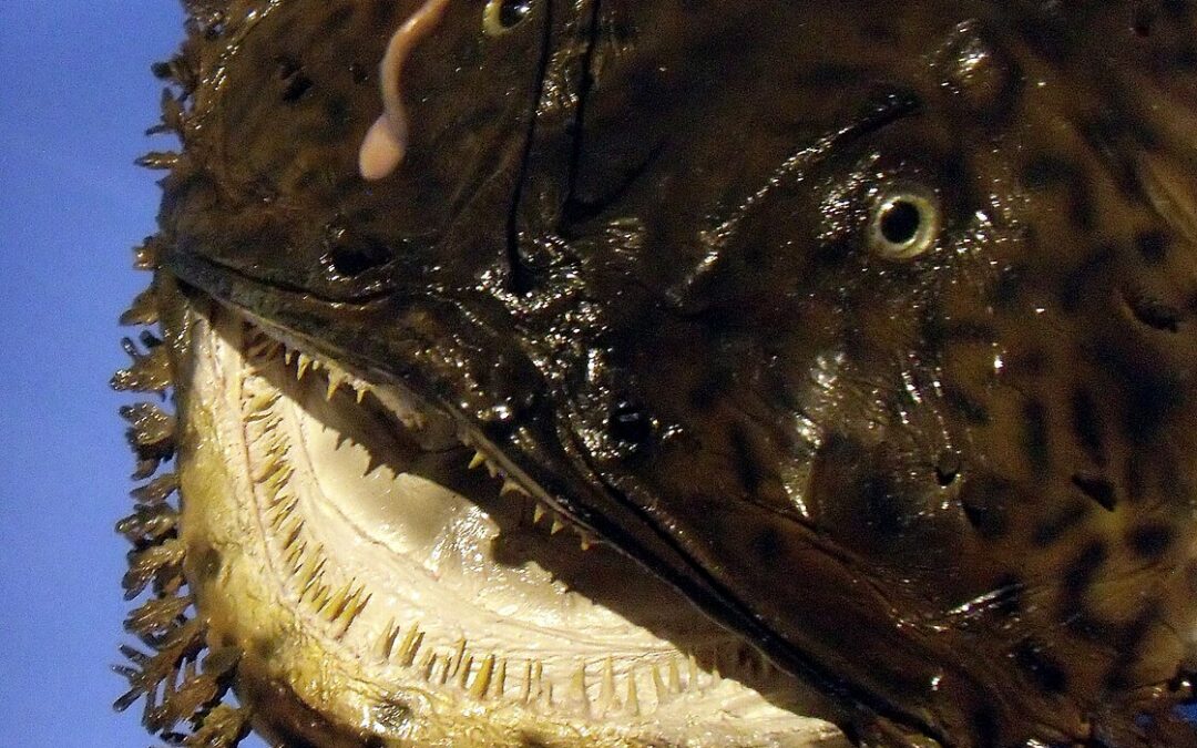 GLP-1: How a gene from an ugly marine fish changed the way we treat diabetes and obesity