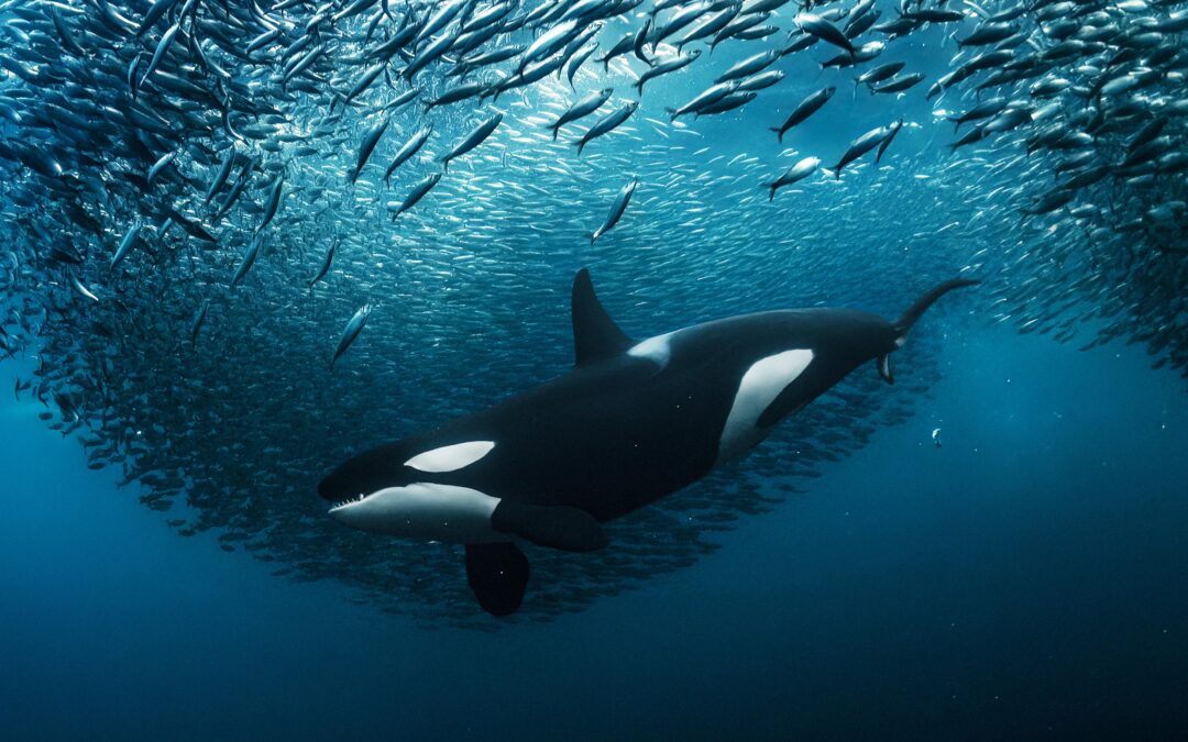 The U.N. High Seas Treaty: Safeguarding Marine Biodiversity