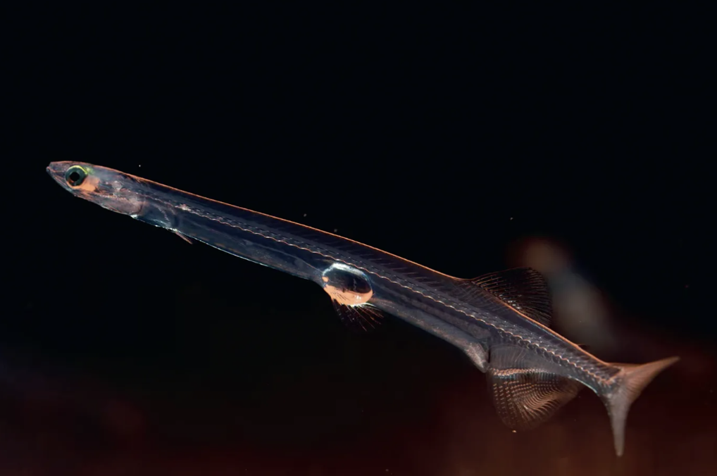 Meet the Second Fish on Earth with No Red Blood Cells—And It’s Nothing Like the First  